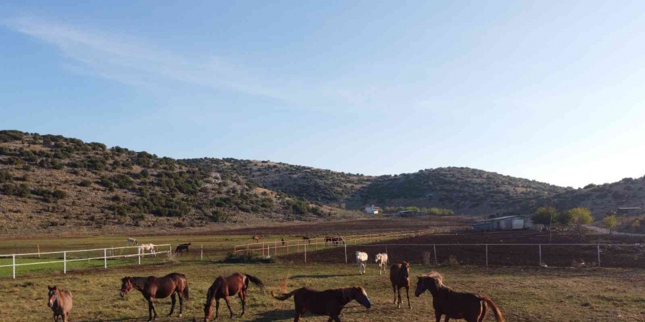 Servet değerindeki atlar, Türkiye’nin dört bir yanından ilgi görüyor