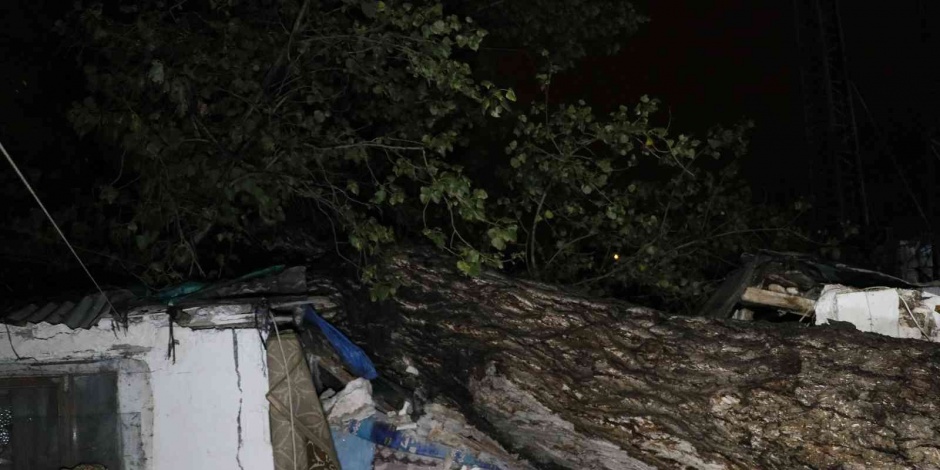 Sağanak yağış sebebiyle 15 metre boyunda ağaç iki müstakil evin çatısına devrildi