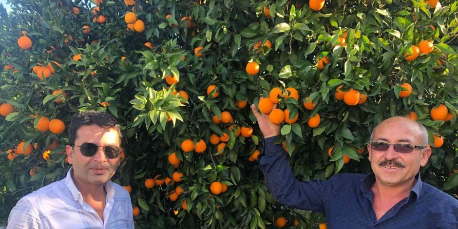 Tescilli Kozan portakalında hasat başladı