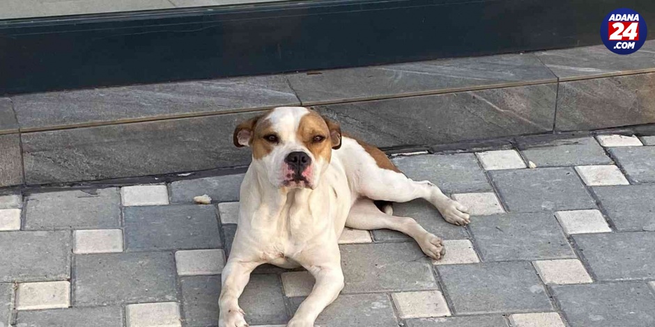 Adana’da 2021’de sokağa bırakılan 70 yasaklı köpek toplandı