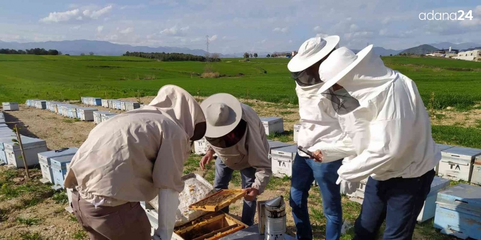 Adana’daki arılar neden ölüyor?
