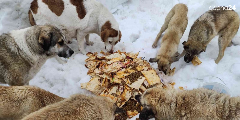 Karda aç kalan sokak köpeklerini besliyor