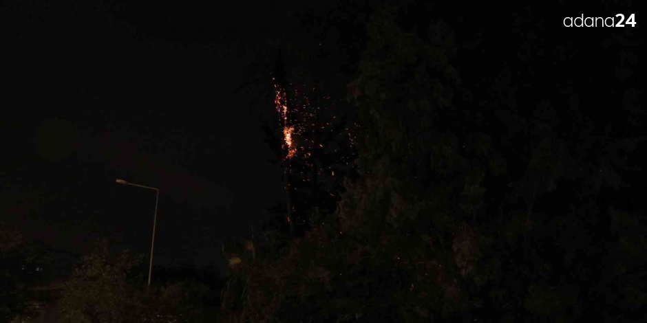 Kaldırımda bulunan palmiye ağacı yandı, vatandaşlar merakla izledi