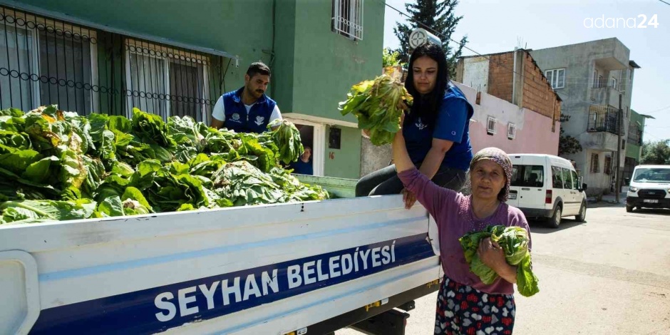 Seyhan Belediyesi ürettiği marulları halka dağıttı